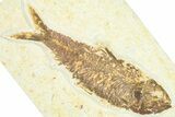 Detailed Fossil Fish (Knightia) - Wyoming #367446-1